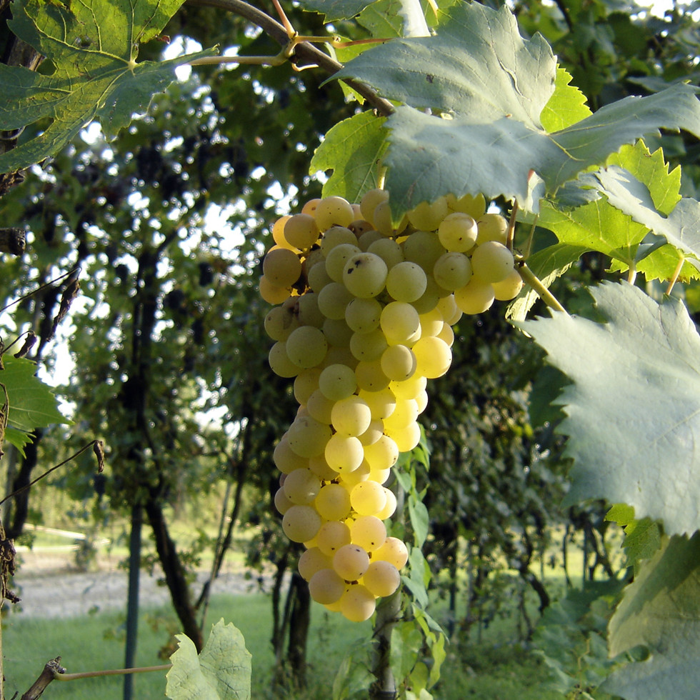 Grappolo di uva Trebbiano