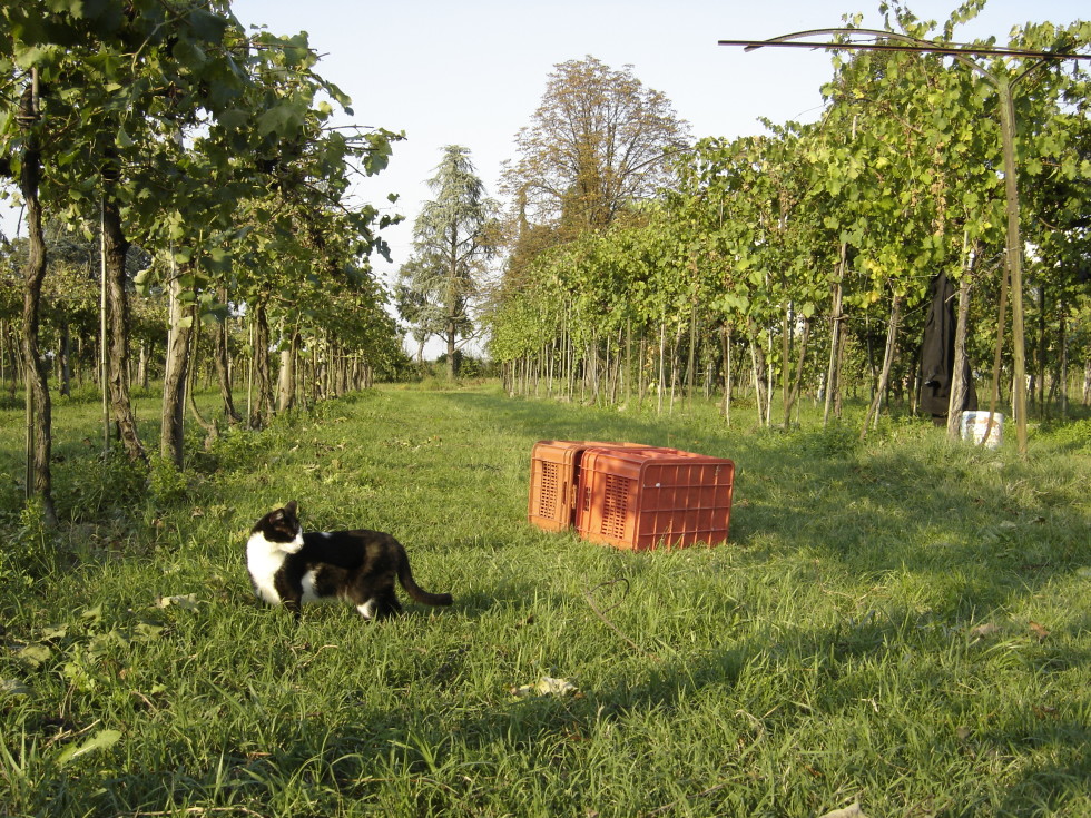 The vineyard around Villa Bianca.